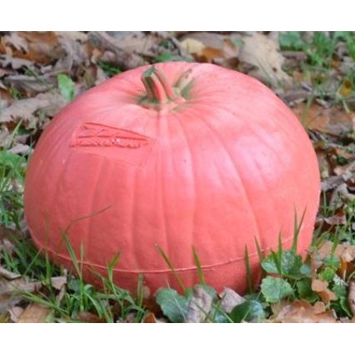 Beier 3D Pumpkin