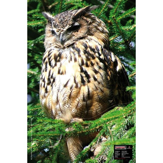 Maximal Owl 