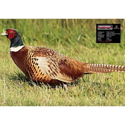 Maximal Pheasant 
