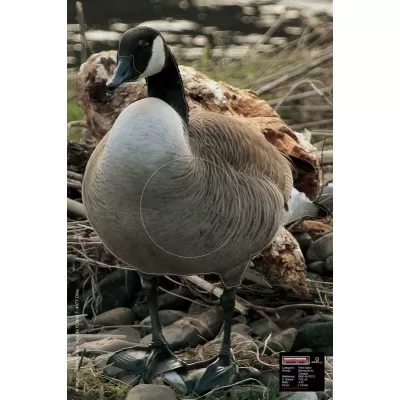Maximal Canadian Goose 